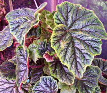 B. ‘Emerald King’